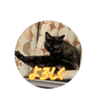 猫いっぱいの毎日使えるスタンプ！（個別スタンプ：9）