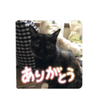 猫いっぱいの毎日使えるスタンプ！（個別スタンプ：10）