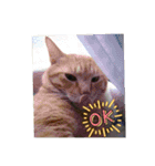 猫いっぱいの毎日使えるスタンプ！（個別スタンプ：11）