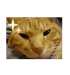 猫いっぱいの毎日使えるスタンプ！（個別スタンプ：12）