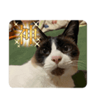 猫いっぱいの毎日使えるスタンプ！（個別スタンプ：13）