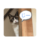 猫いっぱいの毎日使えるスタンプ！（個別スタンプ：14）