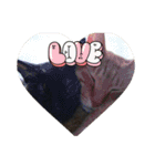 猫いっぱいの毎日使えるスタンプ！（個別スタンプ：15）