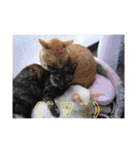 猫いっぱいの毎日使えるスタンプ！（個別スタンプ：16）