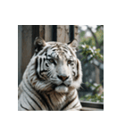 ホワイトタイガーの新日常1（個別スタンプ：13）