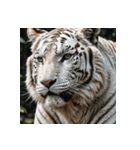 ホワイトタイガーの新日常1（個別スタンプ：40）