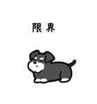 いつでも使えるシュナウザー（ソルペパ）（個別スタンプ：8）