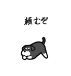いつでも使えるシュナウザー（ソルペパ）（個別スタンプ：17）