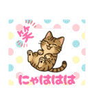 『雉虎』のスタンプ（個別スタンプ：21）