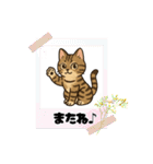 『雉虎』のスタンプ（個別スタンプ：24）