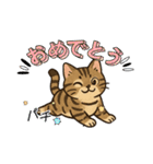 『雉虎』のスタンプ（個別スタンプ：27）