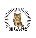 『雉虎』のスタンプ（個別スタンプ：38）