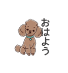 トイプードル（ブラウン、アプリコット）（個別スタンプ：1）