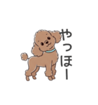 トイプードル（ブラウン、アプリコット）（個別スタンプ：4）
