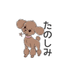 トイプードル（ブラウン、アプリコット）（個別スタンプ：17）