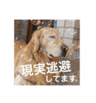 ゴールデンレトリバーのほんわか日常（個別スタンプ：1）