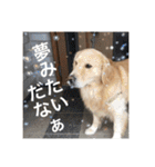 ゴールデンレトリバーのほんわか日常（個別スタンプ：2）