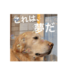 ゴールデンレトリバーのほんわか日常（個別スタンプ：3）