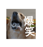 ゴールデンレトリバーのほんわか日常（個別スタンプ：4）