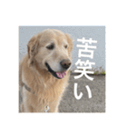 ゴールデンレトリバーのほんわか日常（個別スタンプ：5）