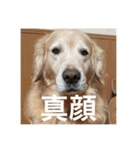 ゴールデンレトリバーのほんわか日常（個別スタンプ：6）