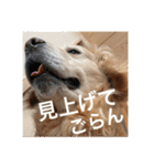 ゴールデンレトリバーのほんわか日常（個別スタンプ：7）