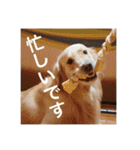 ゴールデンレトリバーのほんわか日常（個別スタンプ：9）