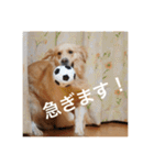 ゴールデンレトリバーのほんわか日常（個別スタンプ：10）