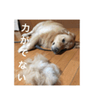 ゴールデンレトリバーのほんわか日常（個別スタンプ：12）