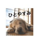 ゴールデンレトリバーのほんわか日常（個別スタンプ：13）