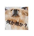 ゴールデンレトリバーのほんわか日常（個別スタンプ：14）