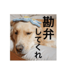 ゴールデンレトリバーのほんわか日常（個別スタンプ：15）