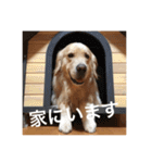 ゴールデンレトリバーのほんわか日常（個別スタンプ：16）