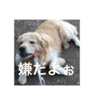 ゴールデンレトリバーのほんわか日常（個別スタンプ：17）