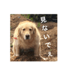ゴールデンレトリバーのほんわか日常（個別スタンプ：18）