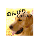 ゴールデンレトリバーのほんわか日常（個別スタンプ：20）