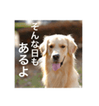 ゴールデンレトリバーのほんわか日常（個別スタンプ：21）