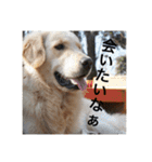 ゴールデンレトリバーのほんわか日常（個別スタンプ：22）