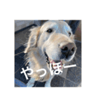 ゴールデンレトリバーのほんわか日常（個別スタンプ：23）