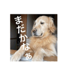ゴールデンレトリバーのほんわか日常（個別スタンプ：24）