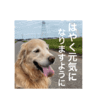 ゴールデンレトリバーのほんわか日常（個別スタンプ：25）