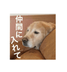 ゴールデンレトリバーのほんわか日常（個別スタンプ：26）