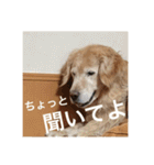 ゴールデンレトリバーのほんわか日常（個別スタンプ：27）