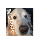 ゴールデンレトリバーのほんわか日常（個別スタンプ：28）