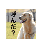 ゴールデンレトリバーのほんわか日常（個別スタンプ：29）