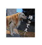 ゴールデンレトリバーのほんわか日常（個別スタンプ：30）