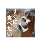 ゴールデンレトリバーのほんわか日常（個別スタンプ：32）