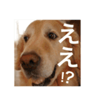 ゴールデンレトリバーのほんわか日常（個別スタンプ：33）