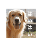 ゴールデンレトリバーのほんわか日常（個別スタンプ：35）