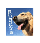 ゴールデンレトリバーのほんわか日常（個別スタンプ：36）
